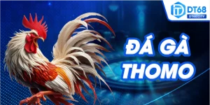 Đá gà thomo