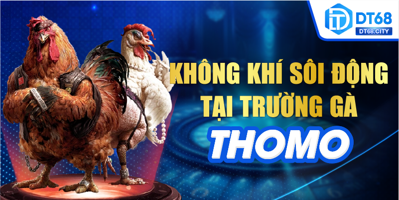 Không khí sôi động tại trường gà Thomo