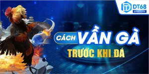 Cách vần gà trước khi đá