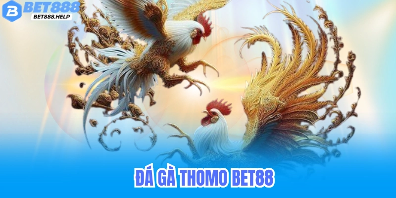 Đá gà thomo bet88
